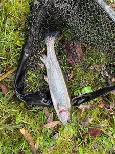 Rainbow Trout