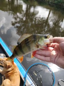European Perch