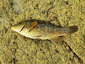 Ballan Wrasse