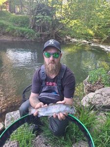 Rainbow Trout