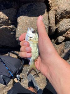 White Seabream
