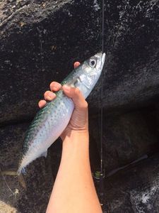 Chub Mackerel