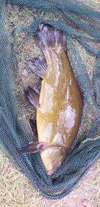 Tench