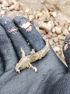 Giant Goby