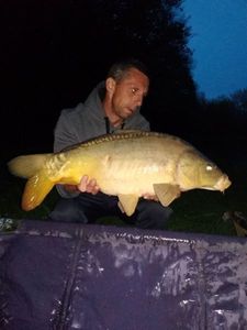 Mirror Carp