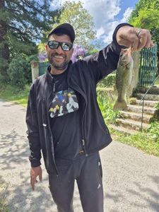 Largemouth Bass