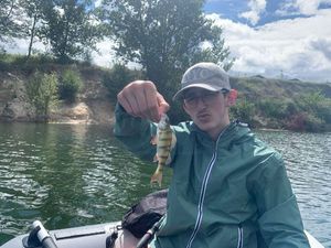 European Perch