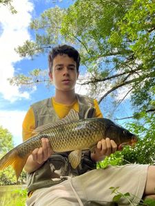 Common Carp