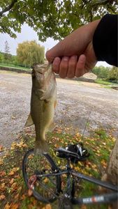 Largemouth Bass