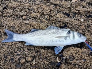 European Bass (Seabass)