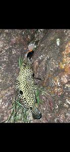 Dogtooth Grouper