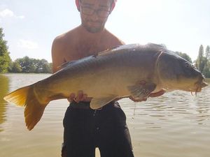 Mirror Carp