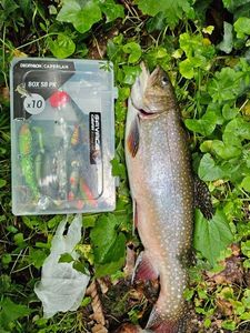 Brown Trout