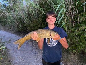 Common Carp
