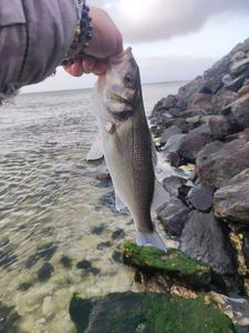 European Bass (Seabass)