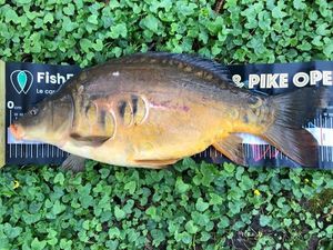 Mirror Carp