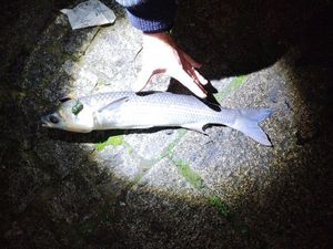 Thicklip Grey Mullet