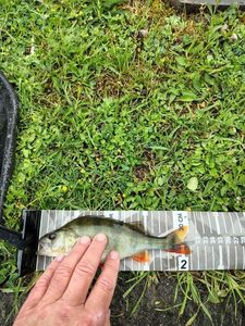 European Perch