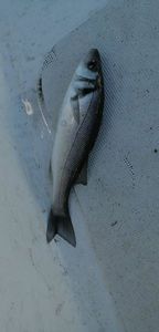 European Bass (Seabass)