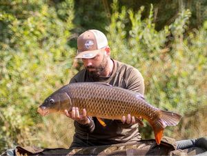 Common Carp