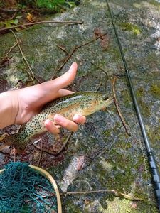 Rainbow Trout
