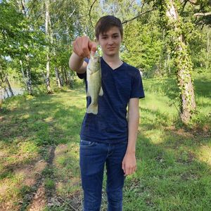 Largemouth Bass
