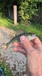 European Perch
