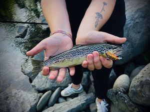 Brown Trout