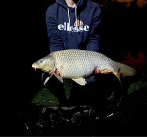 Common Carp
