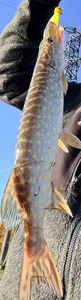 Northern Pike