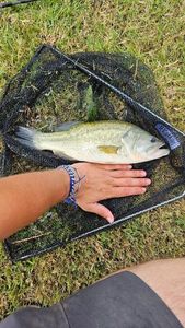 Largemouth Bass