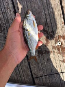 Roach