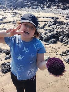 Rock Sea Urchin