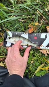 European Perch