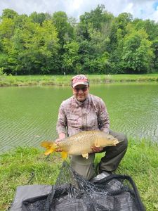 Common Carp
