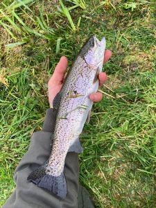 Rainbow Trout