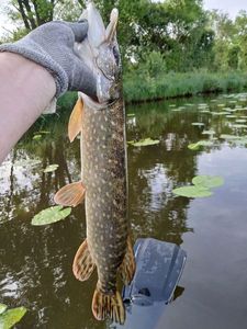 Northern Pike