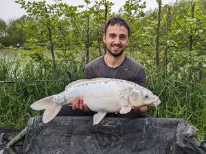 Koï Fish
