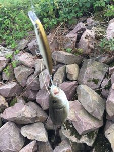 European Bass (Seabass)