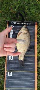 Crucian Carp