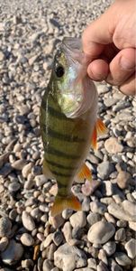 European Perch capturado por 𝐌𝐚𝐱𝐢𝐦𝐞 𝐆𝐫𝐢𝐬𝐨𝐥𝐥𝐞