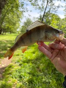 European Perch