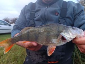 European Perch