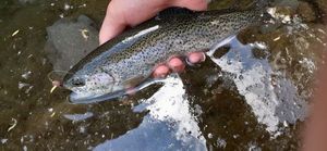 Rainbow Trout