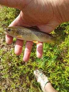 Brown Trout