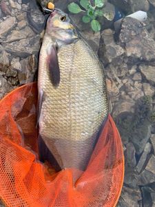 Common Bream