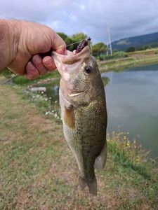 Largemouth Bass