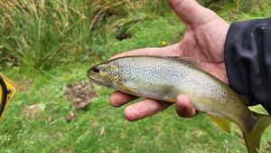 Brown Trout