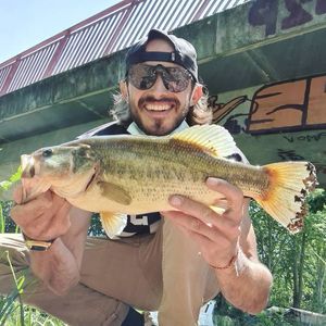 Largemouth Bass