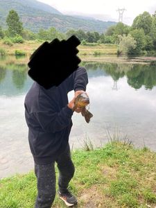 Tench